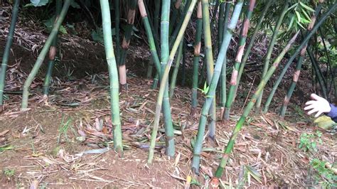 竹子怎麼種